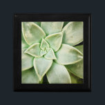 Boîte À Souvenirs Ressort Succulent<br><div class="desc">"Spring Succulent I" de Jason Johnson. Dispose d'un closeup de succulent.</div>