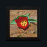 Boîte À Souvenirs Tulipe rouge du printemps<br><div class="desc">Tulipe rouge de printemps,  contre une roche brune au lac Arrowhead. Photo de Sandy Closs. Pâques,  floral,  fleurs rouges,  Printemps,  Saint-Valentin,  valentines,  mariage,  mariage,  Saint Valentin</div>