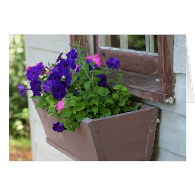 Boîte de fleur d'été - carte vierge (Devant horizontal)
