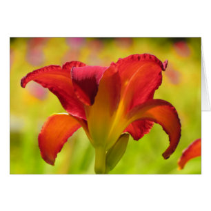 Bold Lily - Daylily