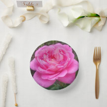 Rose rose romantique 'Léonard de Vinci'   