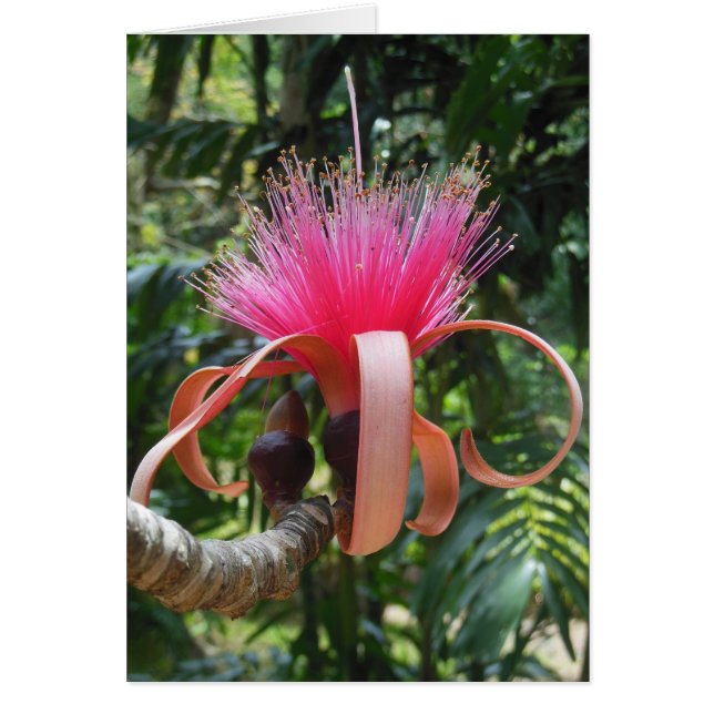 Bombax Tree Blossom (Devant)