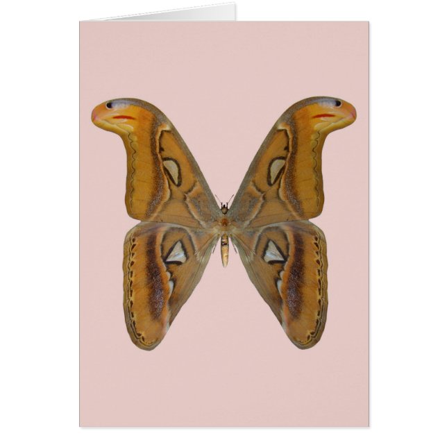 Bombyx atlas (Devant)