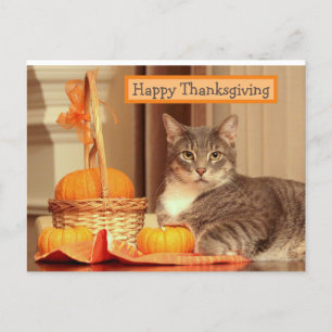 Bon thanksgiving avec carte de voeux pour chat