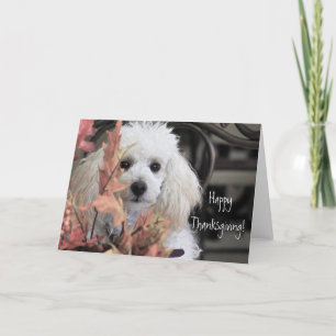 bon thanksgiving Poodle carte chien