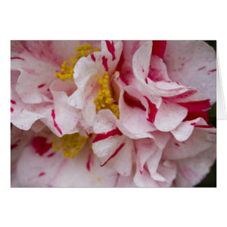 Bonbons Camellia rayée