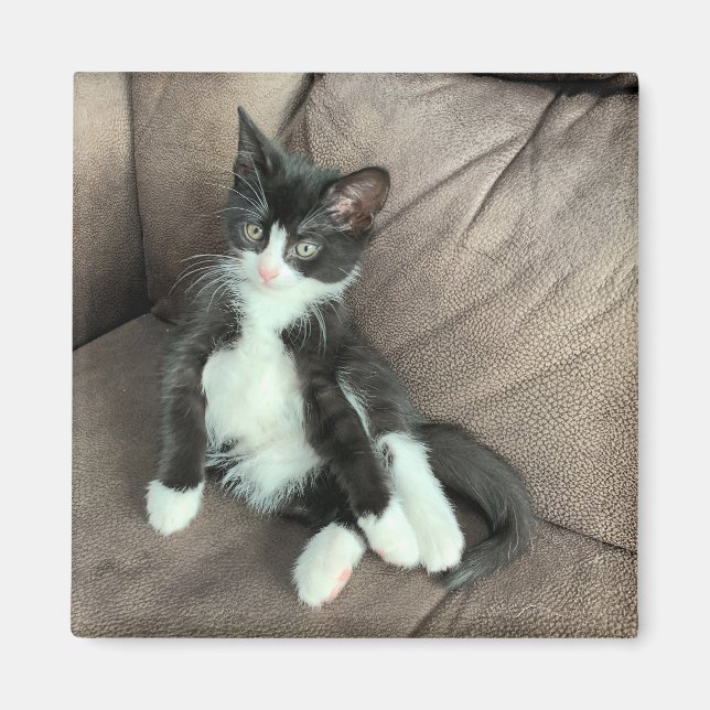 Bonheur Kitten Magnet (Devant)