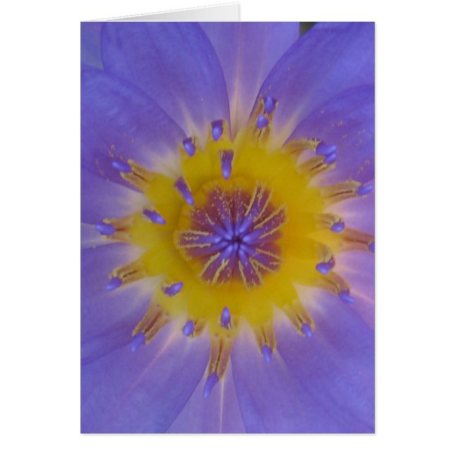 Bonheur nénuphar (Devant)