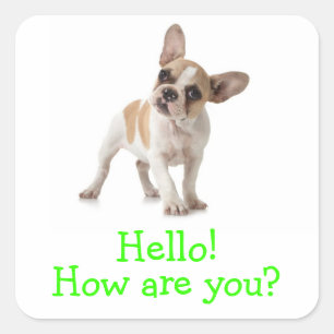 Bonjour Autocollant de salutation pour chiot Boule