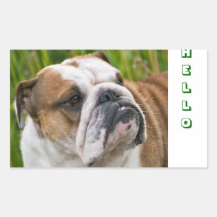 Bonjour Autocollants de salutation Bulldog anglais