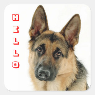Bonjour Autocollants de salutation pour chiot berg