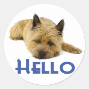 Bonjour Cairer Terrier Chien Coquelicot Stickers