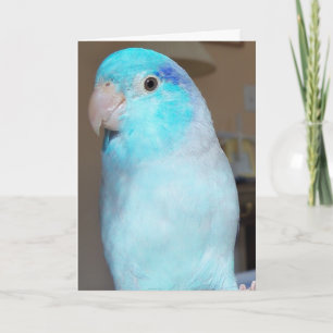 Bonjour ! Carte de voeux pour oiseaux Parrotlet Pa