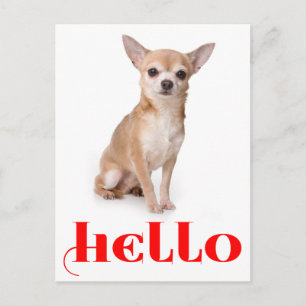 Bonjour Carte Postale de Chien Chihuahua Chiot