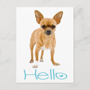 Bonjour Carte Postale de Chien Chihuahua Chiot