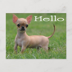 Bonjour carte postale de chiot Chihuahua