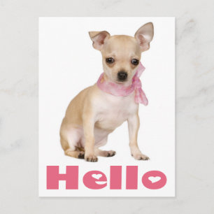 Bonjour carte postale de chiot Chihuahua