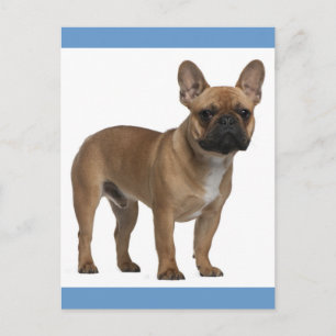 Bonjour Carte Postale de Chiots Bouledogue Françai
