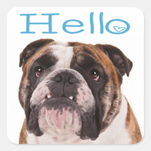 Bonjour Chien Chiot Bouledogue Anglais Autocollant