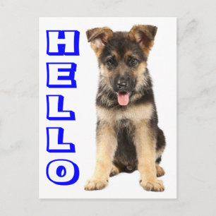 Bonjour chiot berger allemand Carte postale vierge