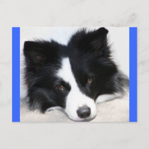 Bonjour chiot Border Collie Carte Postale