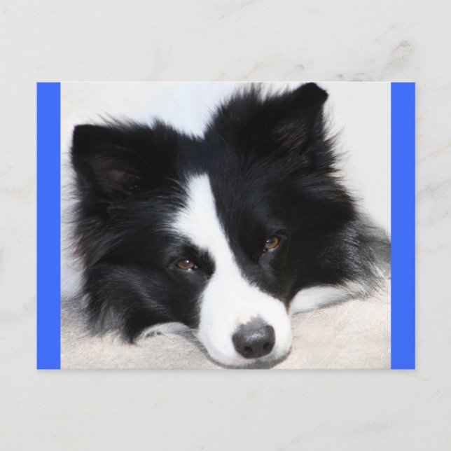 Bonjour chiot Border Collie Carte Postale (Devant)