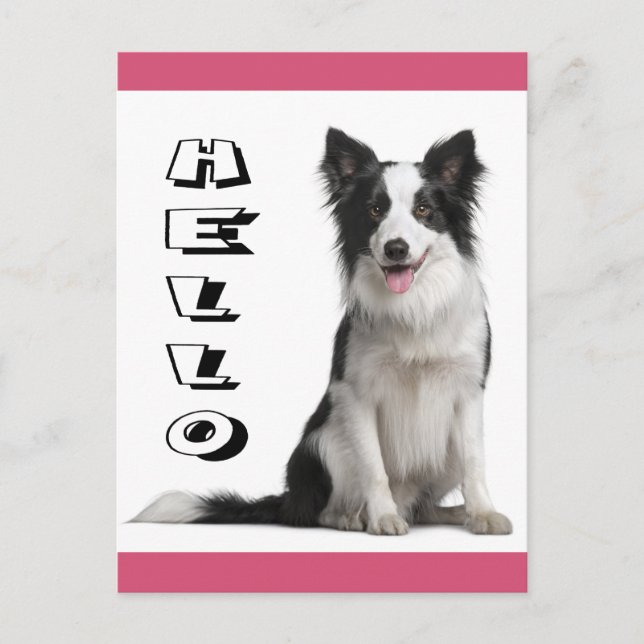 Bonjour chiot Border Collie carte postale (Devant)