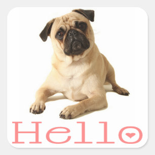 Bonjour Chiot Carlin Autocollant / Étiquette