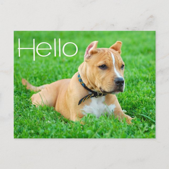 Bonjour chiot Pit Bull Carte postale vierge (Devant)