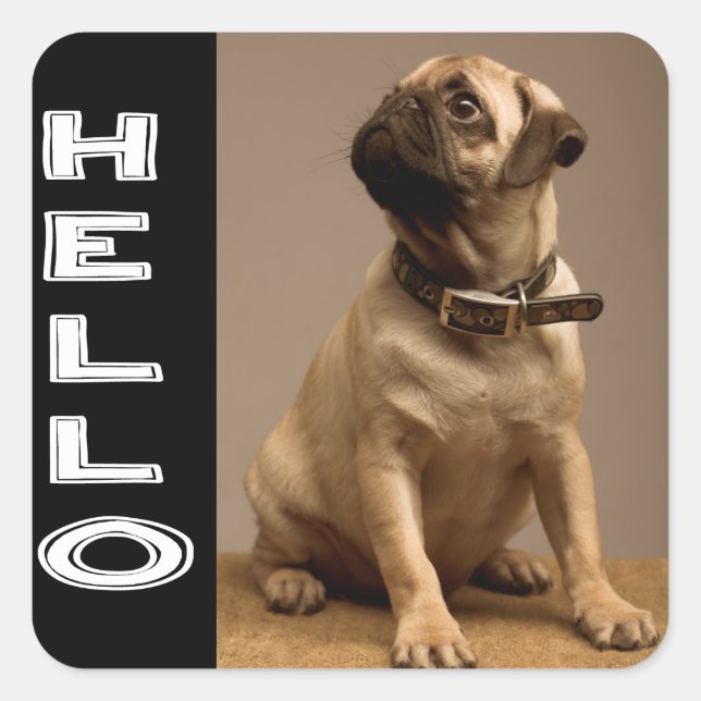 Bonjour chiot Pug Autocollant / Étiquette (Devant)