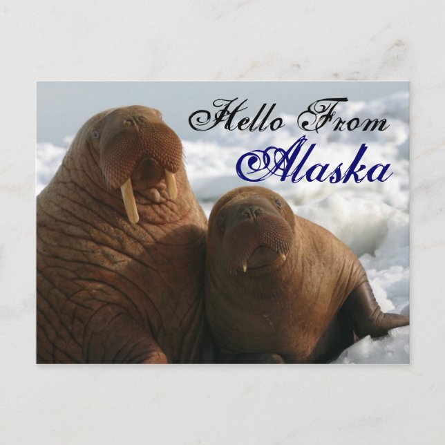 Bonjour de Alaska Walrus carte postale (Devant)