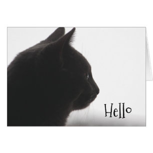 Bonjour Depuis Un Chat Kitty