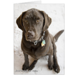 Bonjour doux Labrador Retriever saupoudré de neige