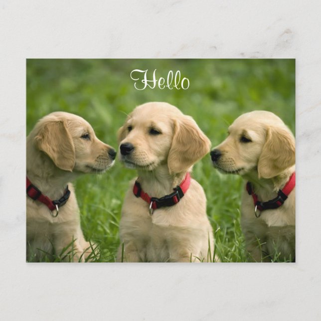 Bonjour Golden Retriever Puppies carte postale (Devant)