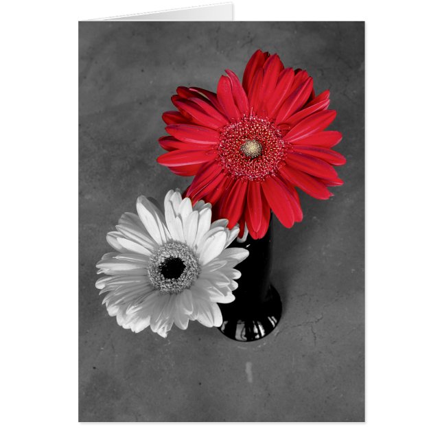 Bonjour Photo de Marguerite de Gerber Éclaboussure (Devant)