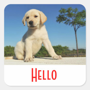 Bonjour / Salut Autocollants de chiot Labrador Ret