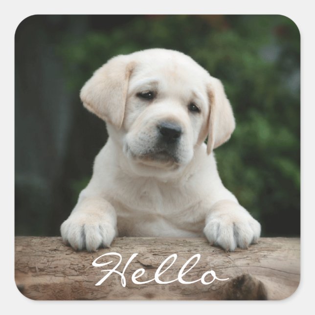 Bonjour / Salut Labrador Retriever Stickers Chien  (Devant)