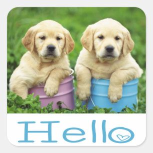 Bonjour / Salut Labrador Retriever Stickers Chien