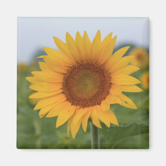 Bonjour Sunflower Magnet