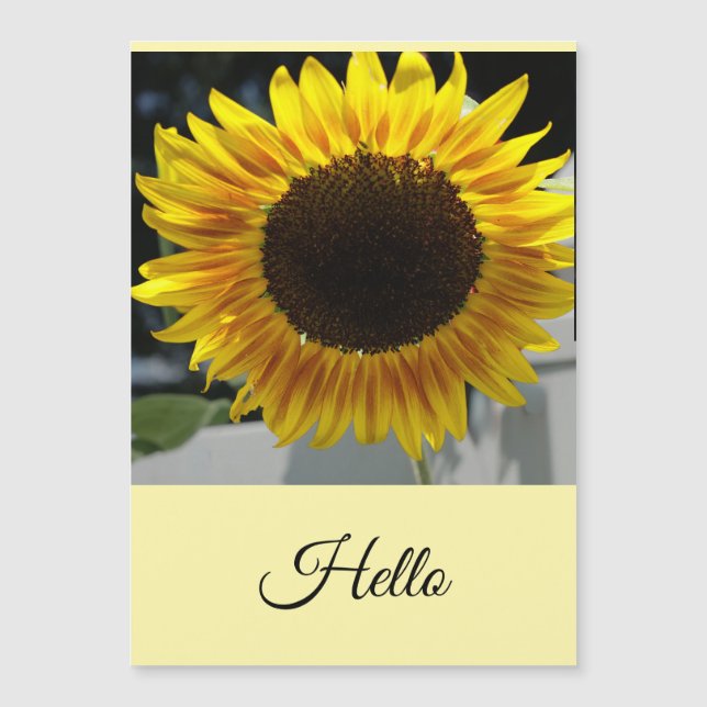 Bonjour Tournesol (Devant)