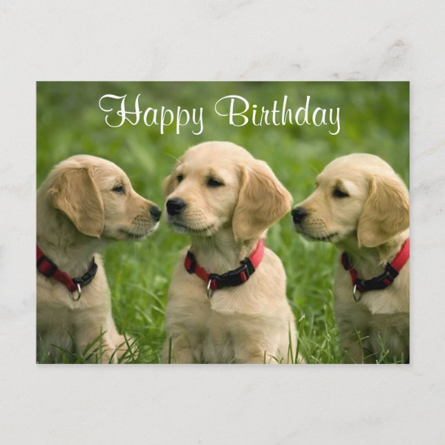 Bonne Anniversaire Golden Retriever Puppies Carte  (Devant)