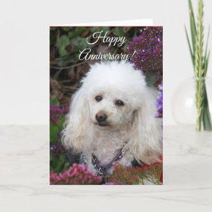 Bonne Anniversaire Poodle carte chien