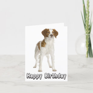 Bonne carte d'anniversaire Brittany Spaniel Chien 