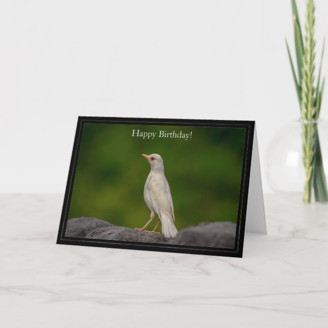 Bonne carte d'anniversaire Eastern Albino Robin (Devant)