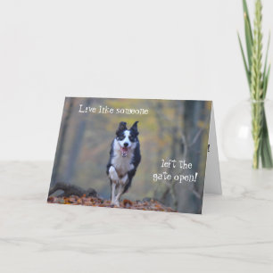 Bonne carte d'anniversaire pour chien Collie Borde