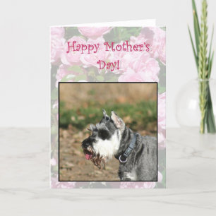 Bonne carte de voeux chien Schnauzer Fête des Mère