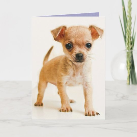 Chihuahua de ou pour le chien animaux personnalisé carte de noël