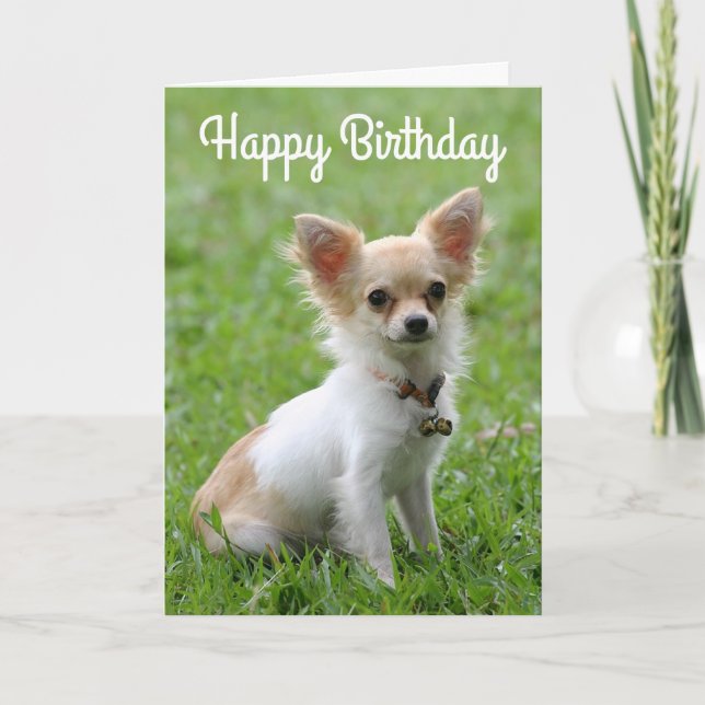 Bonne carte de voeux d'anniversaire Chihuahua Chio (Devant)