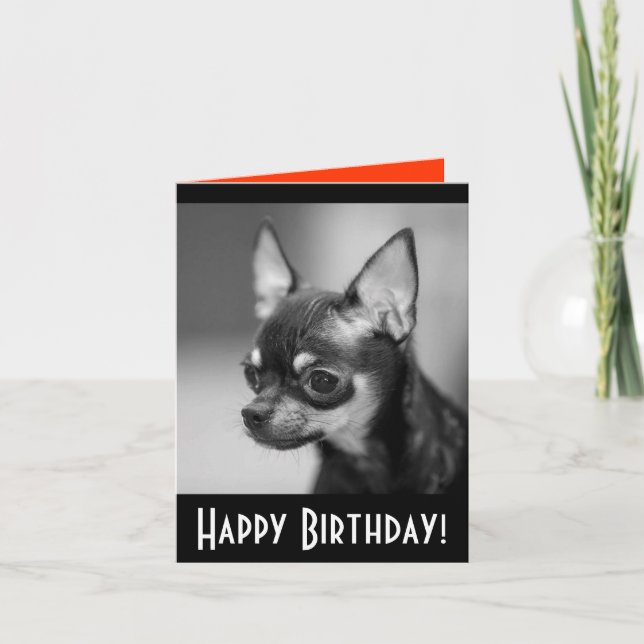 Bonne carte de voeux d'anniversaire Chihuahua Chio (Devant)
