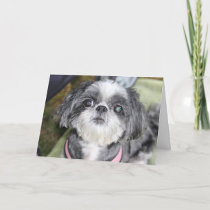 Bonne carte de voeux pour fille Shih Tzu